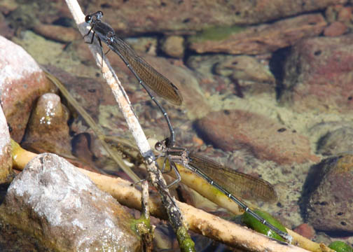 Tezpi dancer &ndash; Argia tezpi
